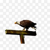 ˮ�ʻ� ���� ʪīˮ-������