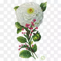 动画插花艺术-唐菖蒲-空若网 动画插花艺术-唐菖蒲-空若网