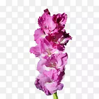 唐菖蒲切花紫唐菖蒲-空若网 唐菖蒲切花紫唐菖蒲-空若网