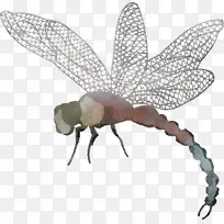 蝴蝶 昆虫 鳞翅目-空若网 蝴蝶 昆虫 鳞翅目-空若网