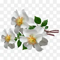 �����˹ ��˹-������