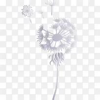 蒲公英 水彩画 油画-空若网 蒲公英 水彩画 油画-空若网