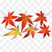 枫叶 科学 植物结构-空若网 枫叶 科学 植物结构-空若网