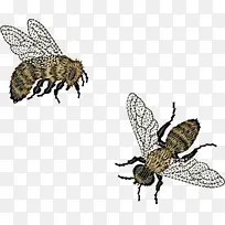 蜜蜂 昆虫 肉桂醇蜂蜜-空若网 蜜蜂 昆虫 肉桂醇蜂蜜-空若网