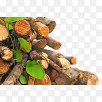 ľ�� ��֦ ľ��ֲ��-������