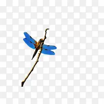 ���� ���� ϸ��Ĥ-������