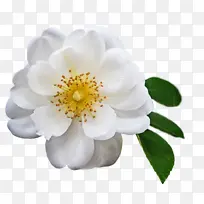 多格罗斯 罗斯-空若网 多格罗斯 罗斯-空若网