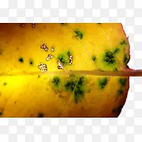 ��ɫ ��д ˮ��-������