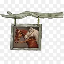 马 缰绳 生物学-空若网 马 缰绳 生物学-空若网