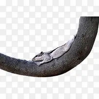 爬行动物 科学 生物学-空若网 爬行动物 科学 生物学-空若网