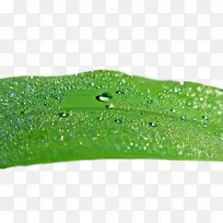 叶子 绿色 植物结构-空若网 叶子 绿色 植物结构-空若网