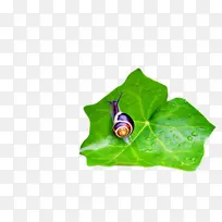 叶 传粉 昆虫-空若网 叶 传粉 昆虫-空若网