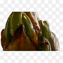 蚂蚁 蚜虫 昆虫-空若网 蚂蚁 蚜虫 昆虫-空若网