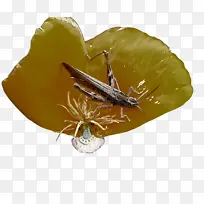 ��������۳�Ŀ-������