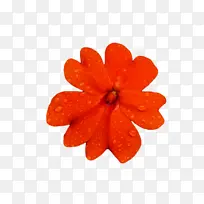 花瓣 橙色 标志-空若网 花瓣 橙色 标志-空若网