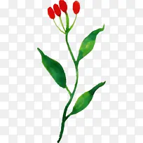 ˮ�ʻ����� ˮ�ʻ���Ҷ ˮ�ʻ�Ҷ��-������