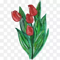 开花植物切花郁金香百合科-花漆-空若网 开花植物切花郁金香百合科-花漆-空若网