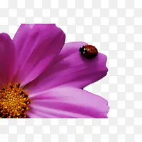 花园宇宙 花蜜 昆虫-空若网 花园宇宙 花蜜 昆虫-空若网