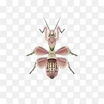 动物穿越新视野 昆虫 鳞翅目-空若网 动物穿越新视野 昆虫 鳞翅目-空若网