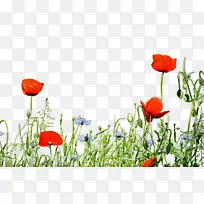 ֲ�ﾥ Ҷ ˮ�ʻ�-������