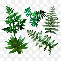 蕨类 叶 树-空若网 蕨类 叶 树-空若网