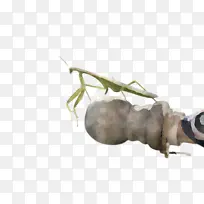 昆虫 蚂蚁 水彩画-空若网 昆虫 蚂蚁 水彩画-空若网