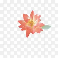 ���� ֲ�� ��ѧ-������