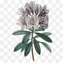 水彩画 郁金香 花卉-空若网 水彩画 郁金香 花卉-空若网