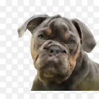 山谷斗牛犬 古英语斗牛犬 美国斗牛犬-空若网 山谷斗牛犬 古英语斗牛犬 美国斗牛犬-空若网