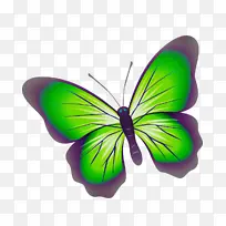 蝴蝶 刷足蝴蝶 昆虫-空若网 蝴蝶 刷足蝴蝶 昆虫-空若网