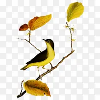 东半球金莺 欧亚金莺 萨凡纳艺术与设计学院-空若网 东半球金莺 欧亚金莺 萨凡纳艺术与设计学院-空若网