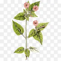 Ҷ ֲ�ﾥ �ݱ�-������