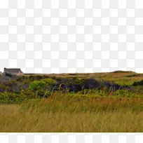 草 草原 自然保护区-空若网 草 草原 自然保护区-空若网