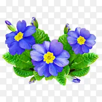 草本植物 风铃草科 一年生植物-空若网 草本植物 风铃草科 一年生植物-空若网