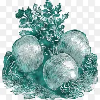 Êß²Ë Ê¥µ®½Ú Ê¥µ®Ê÷-¿ÕÈôÍø Êß²Ë Ê¥µ®½Ú Ê¥µ®Ê÷-¿ÕÈôÍø