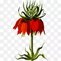 花卉绘画原料摄影剪贴画.花冠-空若网 花卉绘画原料摄影剪贴画.花冠-空若网