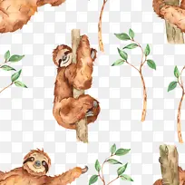 树 猫 生物学-空若网 树 猫 生物学-空若网