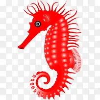 海马 鱼 面积-空若网 海马 鱼 面积-空若网