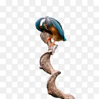 鸟类 喙 米-空若网 鸟类 喙 米-空若网