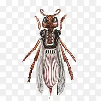 昆虫 象鼻虫 服装设计-空若网 昆虫 象鼻虫 服装设计-空若网