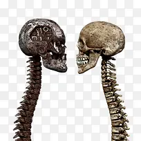 骨架 人类骨架 生物学-空若网 骨架 人类骨架 生物学-空若网