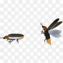 传粉者 网状昆虫 翼状目-空若网 传粉者 网状昆虫 翼状目-空若网