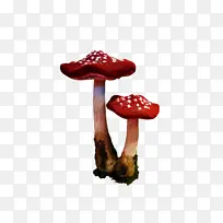 医药 药用真菌 真菌-空若网 医药 药用真菌 真菌-空若网