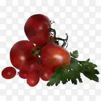 灌木番茄 天然食品 超级食品-空若网 灌木番茄 天然食品 超级食品-空若网