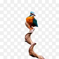 ���� � ��ë-������