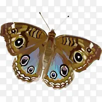 昆虫 毛脚蝴蝶 帝王蝴蝶-空若网 昆虫 毛脚蝴蝶 帝王蝴蝶-空若网