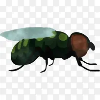 甲虫 昆虫 科学-空若网 甲虫 昆虫 科学-空若网