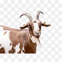 山羊 野性山羊 野性-空若网 山羊 野性山羊 野性-空若网