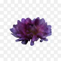 花瓣 花 薰衣草-空若网 花瓣 花 薰衣草-空若网