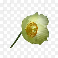 �� ���� ֲ��-������